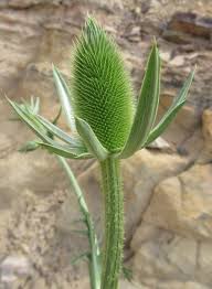 Image result for Dipsacus laciniatus