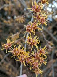 Attēlu rezultāti vaicājumam “Hamamelis vernalis flower”