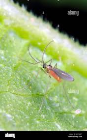 Attēlu rezultāti vaicājumam “Cecidomyiidae”