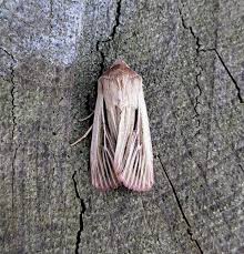 Attēlu rezultāti vaicājumam “Leucania comma”