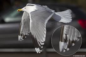 Attēlu rezultāti vaicājumam “Larus argentatus adult”