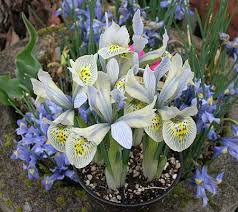 Attēlu rezultāti vaicājumam “Iris reticulata”