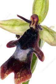 Attēlu rezultāti vaicājumam “Ophrys insectifera”