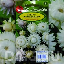 Image result for Helichrysum bracteatum