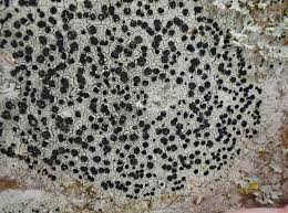 Attēlu rezultāti vaicājumam “Lecidella elaeochroma”