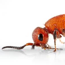 Attēlu rezultāti vaicājumam “Enteridium corticatum”