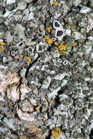 Attēlu rezultāti vaicājumam “Phaeophyscia orbicularis”