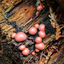 Attēlu rezultāti vaicājumam “Lycogala miserum young”