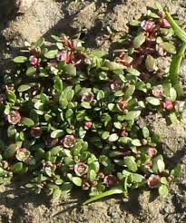 Attēlu rezultāti vaicājumam “Elatinaceae”