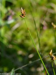 Attēlu rezultāti vaicājumam “Carex chordorrhiza”