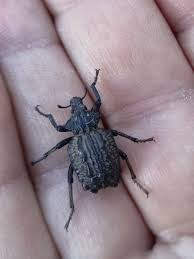 Image result for Brachycerus undatus