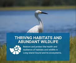 Image result for Pseudopleuronectes americanus