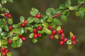 Attēlu rezultāti vaicājumam “Cotoneaster divaricatus”
