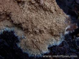 Attēlu rezultāti vaicājumam “Phlebia centrifuga”