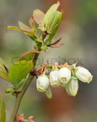 Attēlu rezultāti vaicājumam “Vaccinium myrtillus flower”