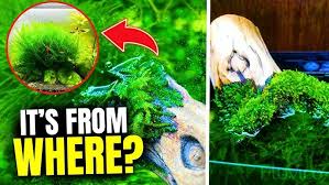 Attēlu rezultāti vaicājumam “Platyhypnidium riparioides”