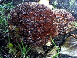 Image result for Podoscypha multizonata