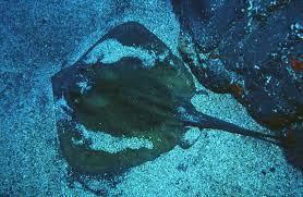 Image result for Dasyatis pastinaca