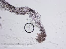 Attēlu rezultāti vaicājumam “Stemonitis pallida var. rubescens”