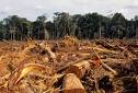 Illegal Logging Deforestation