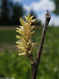 Attēlu rezultāti vaicājumam “Salix myrsinifolia female flower”