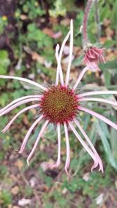 Image result for Echinacea pallida