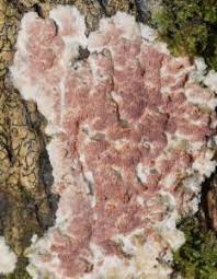 Attēlu rezultāti vaicājumam “Gloeoporus taxicola”