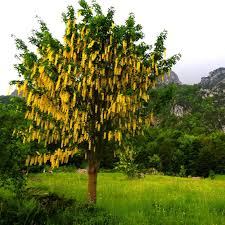 Image result for Laburnum anagyroides