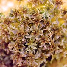 Attēlu rezultāti vaicājumam “Sphagnum balticum”