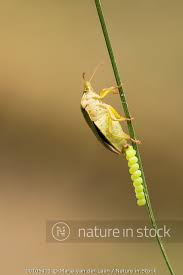 Attēlu rezultāti vaicājumam “Palomena prasina imago”