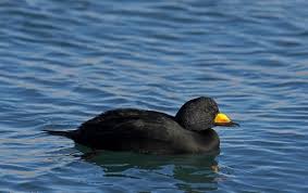 Attēlu rezultāti vaicājumam “Melanitta nigra”