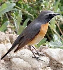 Image result for Irania gutturalis