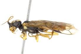 Attēlu rezultāti vaicājumam “Pamphiliidae”