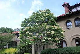 Attēlu rezultāti vaicājumam “Syringa reticulata subsp. amurensis”