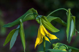Attēlu rezultāti vaicājumam “Uvularia grandiflora”