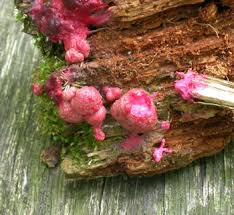 Attēlu rezultāti vaicājumam “Lycogala cf. fossiculatum macro”