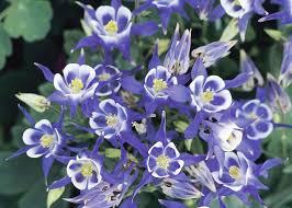 Image result for Aquilegia vulgaris