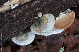 Attēlu rezultāti vaicājumam “Trametes hirsuta”