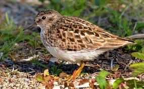 Image result for Calidris minutilla