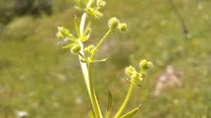 Attēlu rezultāti vaicājumam “Galium album fruit”