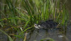 Image result for Malaclemys terrapin