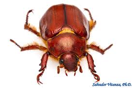 Attēlu rezultāti vaicājumam “Scarabaeidae”