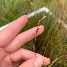 Attēlu rezultāti vaicājumam “Carex globularis flower”