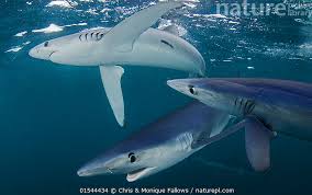 Image result for Prionace glauca