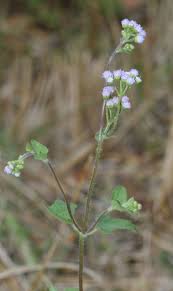 Image result for Ageratum conyzoides