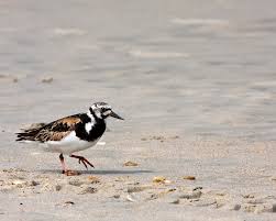 Attēlu rezultāti vaicājumam “Arenaria interpres”