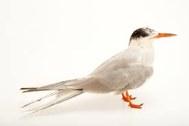 Image result for Sterna forsteri