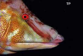 Image result for Lachnolaimus maximus