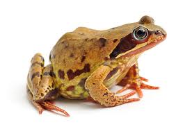 Attēlu rezultāti vaicājumam “Rana temporaria”