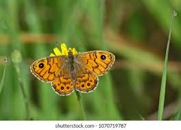 Attēlu rezultāti vaicājumam “Lasiommata megera male”